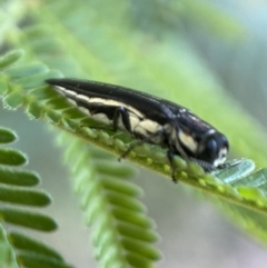 Agrilus hypoleucus at Jerrabomberra, NSW - 28 Dec 2021