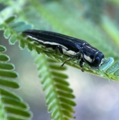 Agrilus hypoleucus at Jerrabomberra, NSW - 28 Dec 2021