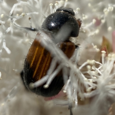 Phyllotocus navicularis (Nectar scarab) at Karabar, NSW - 27 Dec 2021 by Steve_Bok