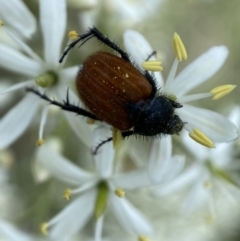 Phyllotocus kingii (Nectar scarab) at Mount Jerrabomberra QP - 27 Dec 2021 by Steve_Bok