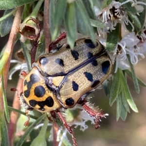 Neorrhina punctata at Jerrabomberra, NSW - 28 Dec 2021