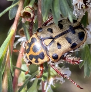 Neorrhina punctata at Jerrabomberra, NSW - 28 Dec 2021