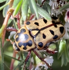 Neorrhina punctata at Jerrabomberra, NSW - 28 Dec 2021