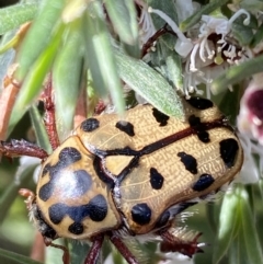 Neorrhina punctata at Jerrabomberra, NSW - 28 Dec 2021