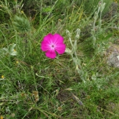 Silene coronaria (Rose Champion) at Namadgi National Park - 27 Dec 2021 by gregbaines