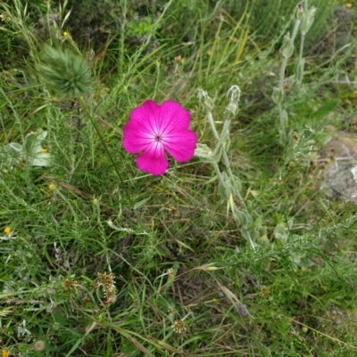 Silene coronaria (Rose Champion) at Mount Clear, ACT - 27 Dec 2021 by gregbaines