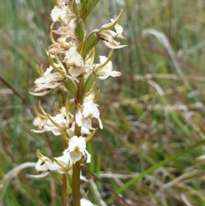 Paraprasophyllum viriosum at Mount Clear, ACT - 27 Dec 2021