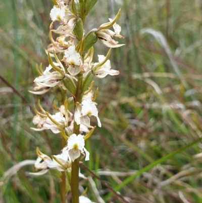 Paraprasophyllum viriosum (Stocky leek orchid) at Mount Clear, ACT - 27 Dec 2021 by gregbaines