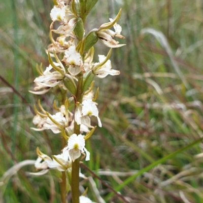 Prasophyllum viriosum (Stocky leek orchid) at Mount Clear, ACT - 27 Dec 2021 by gregbaines