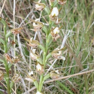 Paraprasophyllum viriosum at Mount Clear, ACT - 27 Dec 2021