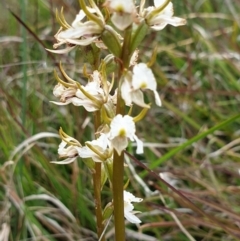 Paraprasophyllum viriosum at Mount Clear, ACT - 27 Dec 2021