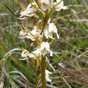 Paraprasophyllum viriosum at Mount Clear, ACT - 27 Dec 2021