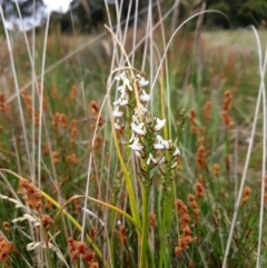 Prasophyllum viriosum (Stocky leek orchid) at Mount Clear, ACT - 27 Dec 2021 by gregbaines