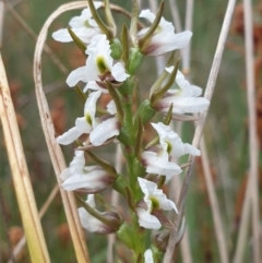 Paraprasophyllum viriosum at Mount Clear, ACT - 27 Dec 2021