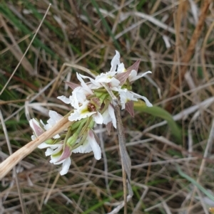Prasophyllum viriosum at Mount Clear, ACT - 27 Dec 2021