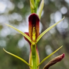 Cryptostylis hunteriana (Leafless Tongue Orchid) at Vincentia, NSW - 22 Dec 2021 by RobG1