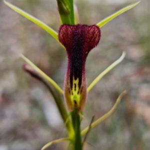 Cryptostylis hunteriana at Vincentia, NSW - 22 Dec 2021