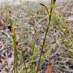 Cryptostylis hunteriana at Vincentia, NSW - suppressed