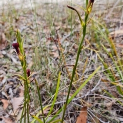 Cryptostylis hunteriana at Vincentia, NSW - 22 Dec 2021