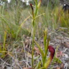 Cryptostylis hunteriana at Vincentia, NSW - 22 Dec 2021