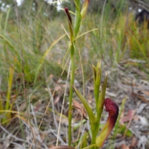 Cryptostylis hunteriana at Vincentia, NSW - suppressed