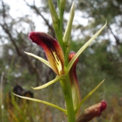 Cryptostylis hunteriana at Vincentia, NSW - 22 Dec 2021