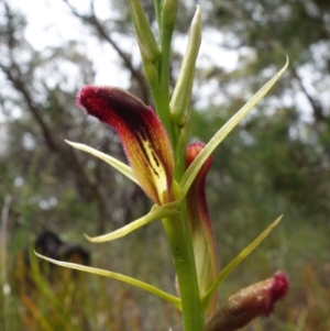 Cryptostylis hunteriana at Vincentia, NSW - 22 Dec 2021