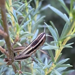 Macrotona securiformis (Inland Macrotona) at QPRC LGA - 27 Dec 2021 by Steve_Bok