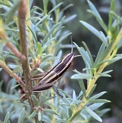 Macrotona securiformis at Jerrabomberra, NSW - 28 Dec 2021 07:40 AM