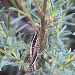 Macrotona securiformis at Jerrabomberra, NSW - 28 Dec 2021 07:40 AM