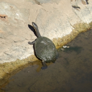 Chelodina longicollis at Nicholls, ACT - 16 Dec 2019 07:46 AM