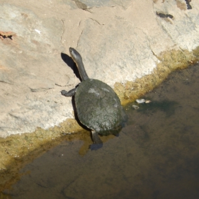 Chelodina longicollis (Eastern Long-necked Turtle) at Nicholls, ACT - 15 Dec 2019 by Birdy