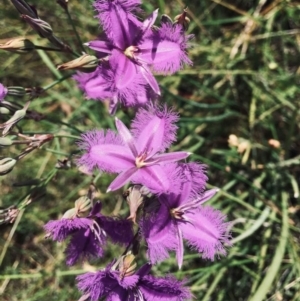 Thysanotus tuberosus subsp. tuberosus at Bruce, ACT - 28 Dec 2021 11:51 AM