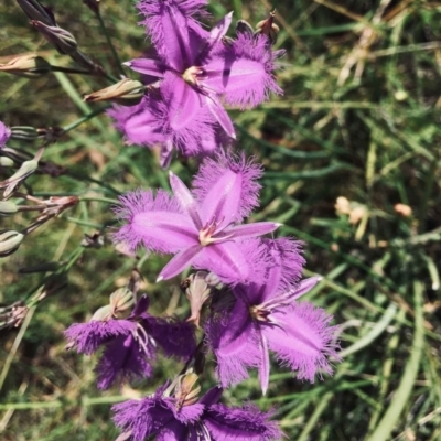 Thysanotus tuberosus subsp. tuberosus (Common Fringe-lily) at Bruce, ACT - 28 Dec 2021 by RWPurdie