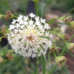 Trachymene composita var. composita at Tharwa, ACT - 28 Dec 2021 12:17 PM