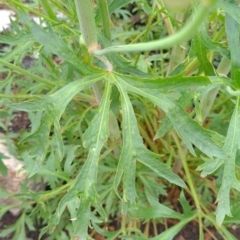 Trachymene composita var. composita at Tharwa, ACT - 28 Dec 2021 12:17 PM