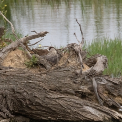 Malacorhynchus membranaceus (Pink-eared Duck) at Fyshwick, ACT - 27 Dec 2021 by rawshorty