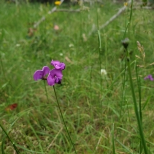 Swainsona sp. at Mount Clear, ACT - 27 Dec 2021