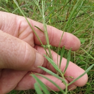 Swainsona sp. at Mount Clear, ACT - 27 Dec 2021