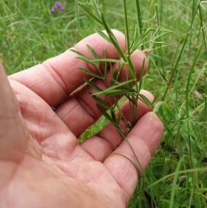 Swainsona sp. at Mount Clear, ACT - 27 Dec 2021