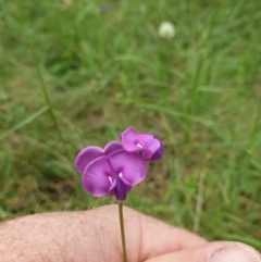 Swainsona sp. at Mount Clear, ACT - 27 Dec 2021