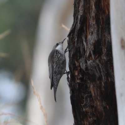 Cormobates leucophaea (White-throated Treecreeper) at Aranda, ACT - 26 Dec 2021 by Tammy