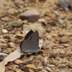 Erina hyacinthina (Varied Dusky-blue) at Aranda, ACT - 25 Dec 2021 by Tammy