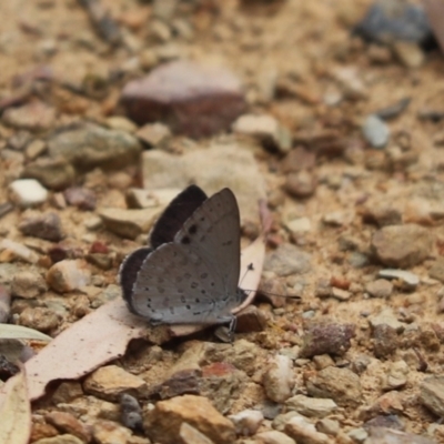 Erina hyacinthina (Varied Dusky-blue) at Aranda, ACT - 25 Dec 2021 by Tammy