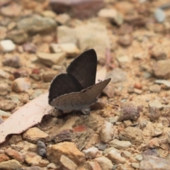 Erina hyacinthina at Aranda, ACT - 26 Dec 2021