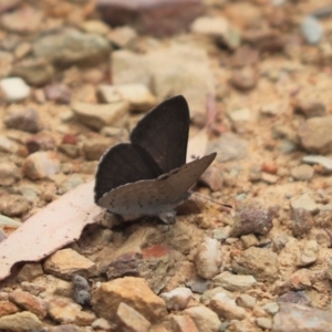 Erina hyacinthina at Aranda, ACT - 26 Dec 2021