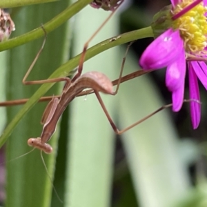 Pseudomantis albofimbriata at Belconnen, ACT - 28 Dec 2021