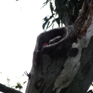 Callocephalon fimbriatum at Deakin, ACT - 27 Dec 2021