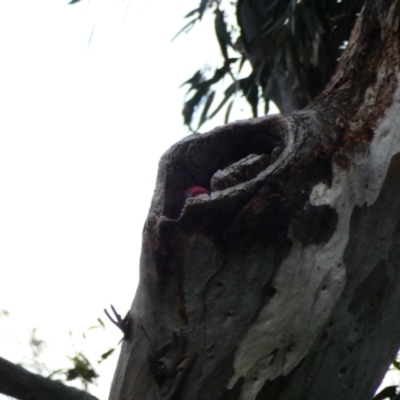 Callocephalon fimbriatum (Gang-gang Cockatoo) at GG169 - 27 Dec 2021 by TomT