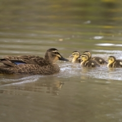 Anas superciliosa (Pacific Black Duck) at Pialligo, ACT - 27 Dec 2021 by trevsci